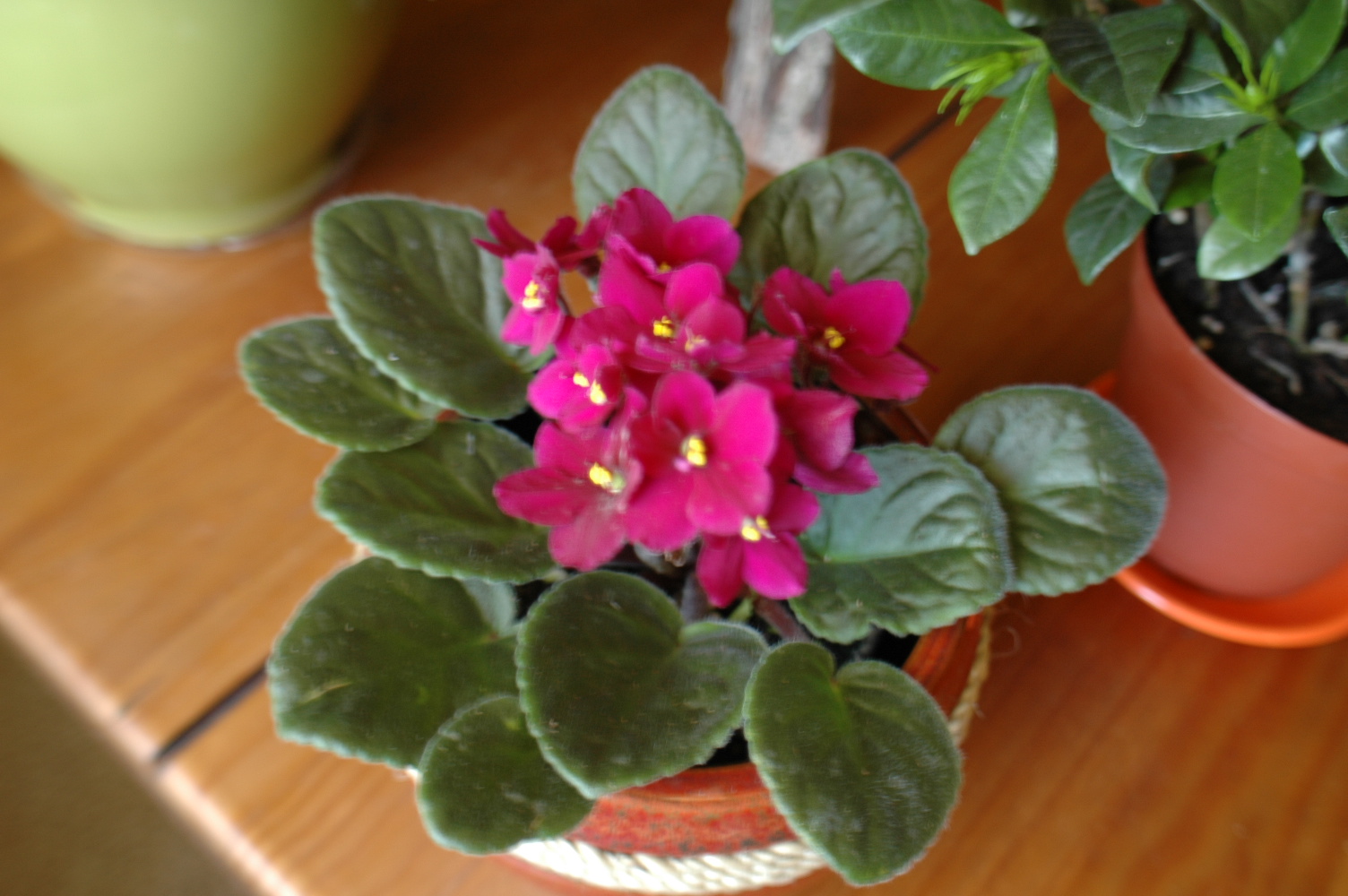 Violets and You