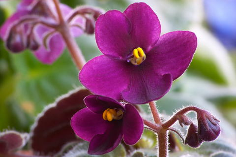 African Violet Roots
