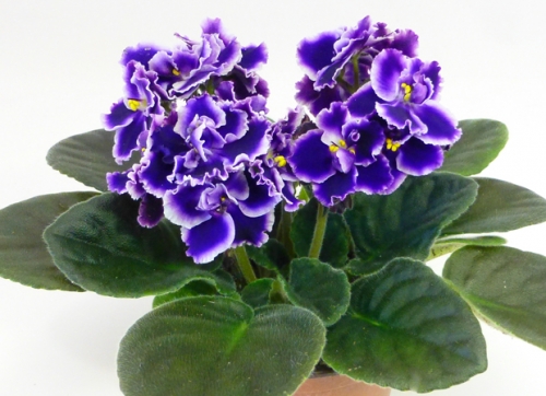 photo of Cora