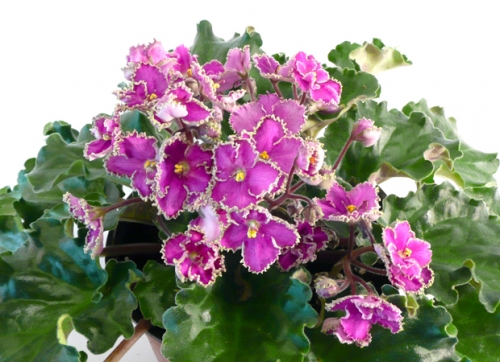photo of EverGlory
