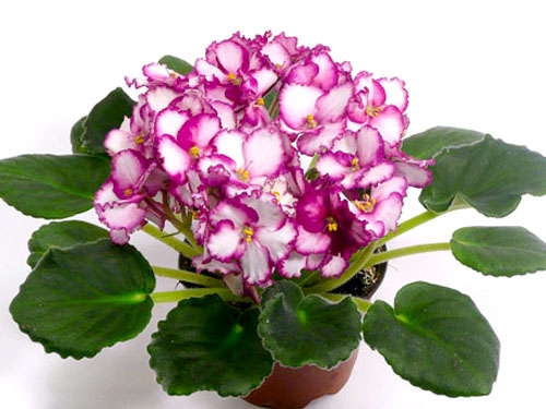 photo of Harlequin