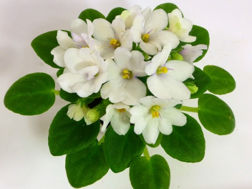 photo of Little Arapahoe
