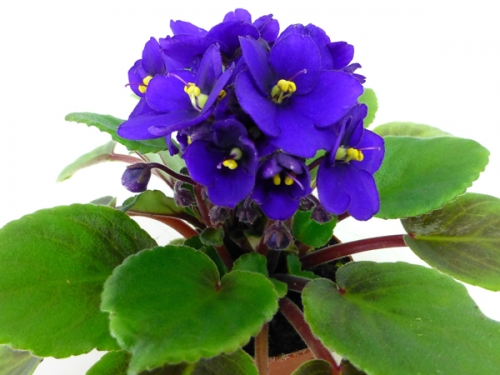 photo of Little Inca