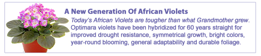 Light Requirements for African Violets