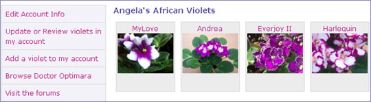 Save a Profile for your Violet