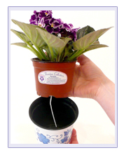 Self Watering Pots for African Violets